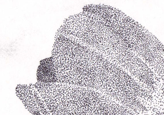 A hand drawing of tulips using the technique called Stippling.