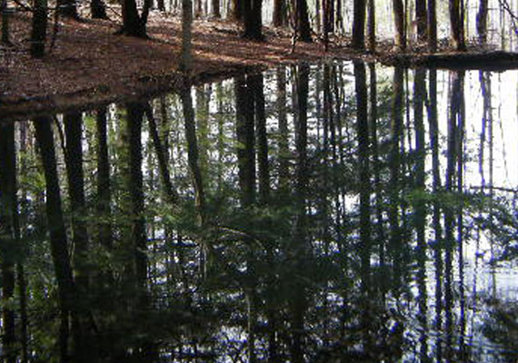 Photograph of a pond reflection.